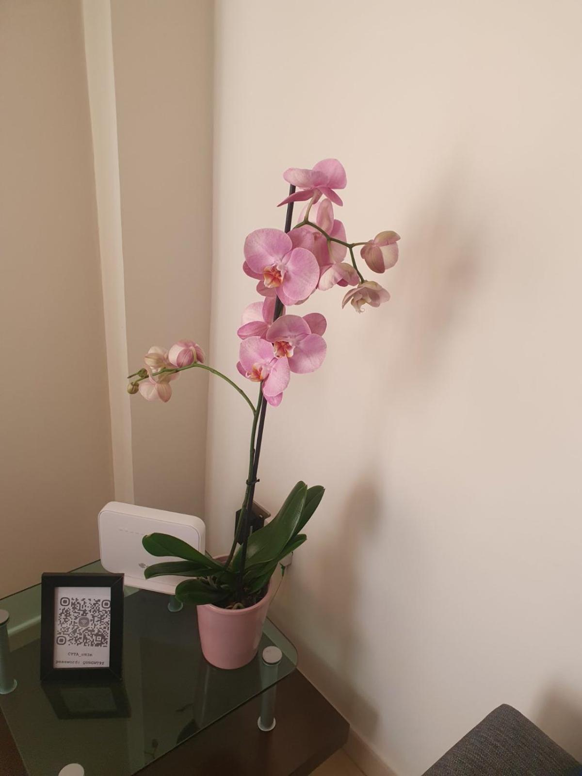 Paphos 2 Bedroom Apartment, Zygos Centre Block D - By Imh Travel & Tours מראה חיצוני תמונה